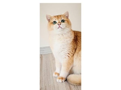 British shorthair erkek ny12 sahiplendiriyoruz