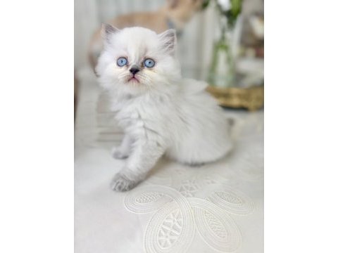 Bluepoint british longhair