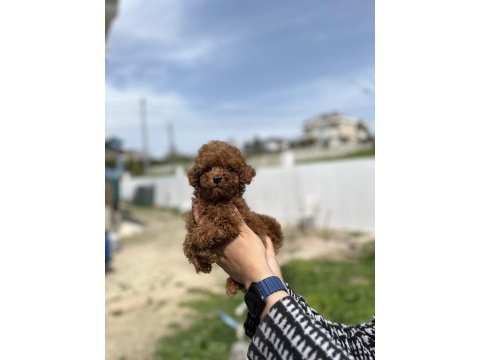 Kore ve toy poodle bebekler