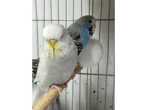 Jumbo muhabbet kuşu 2 aylık maviş gri beyaz