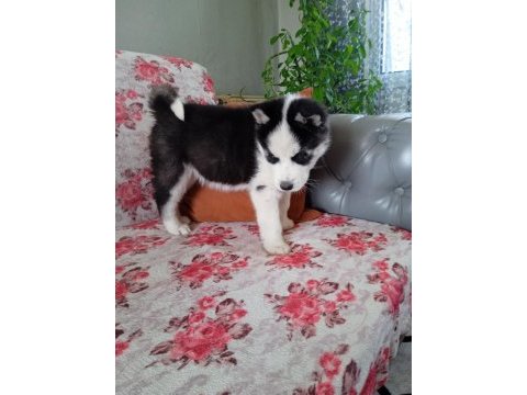 2 aylık dişi husky