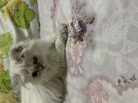 Karbeyazı british longhair oğlumuz