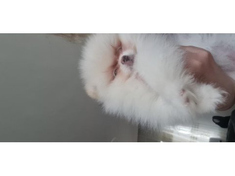 Show kalite pomeranian boo