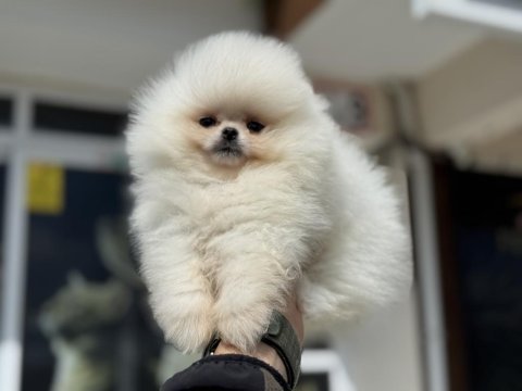 Show kalite pomeranian boo yavrularımız