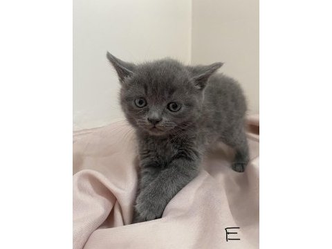 British shorthair erkek