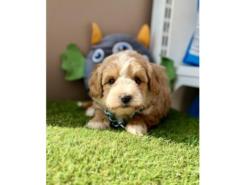 Maltipoo ruhsatlı çiftlikten garantili yavrular