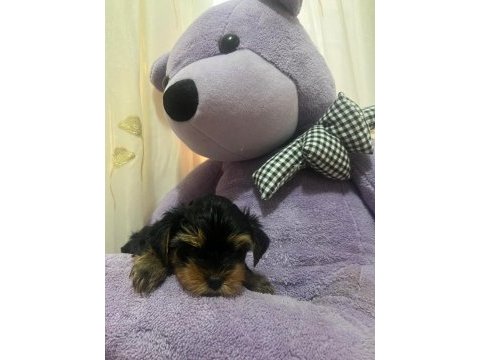 0 numara yorkshire terrier erkek yavru