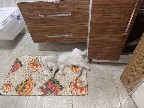 Tatlış pembe burun british shorthair kızım ruby