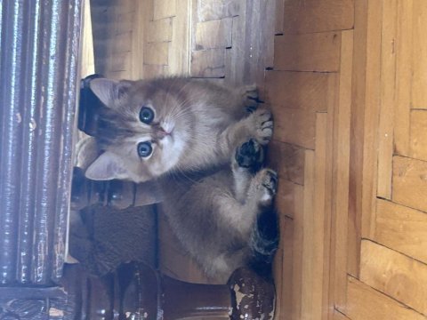 British shorthair yavruma ömürlük yuva arıyorum