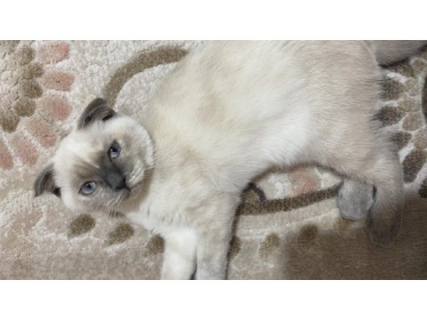 Scottish fold blue point