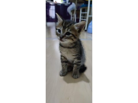 3 tane bebek kedimiz oldu yuva arıyoruz