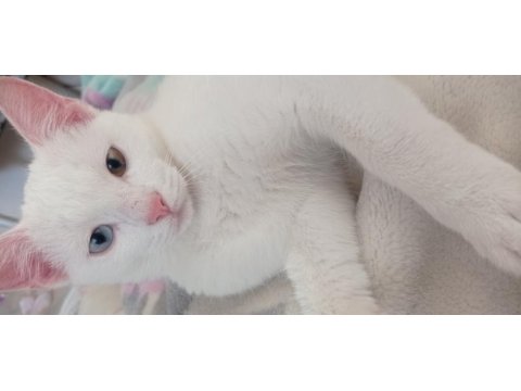 Çiftleştirme 11 aylık van kedisi