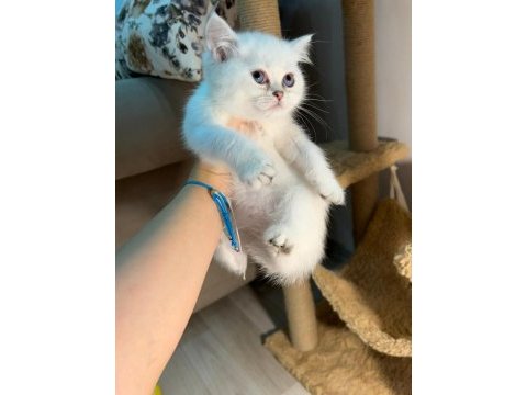British shorthair silver ns1133