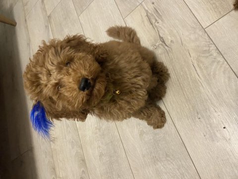 Toy poodle 3,5 aylık