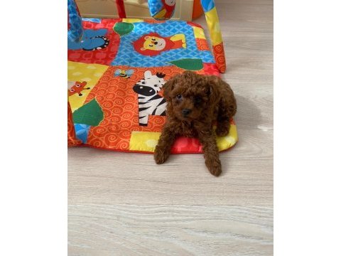 Toy poodle erkek dişi ev ortamında