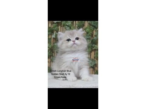 Safkan blue golden british longhair yavru