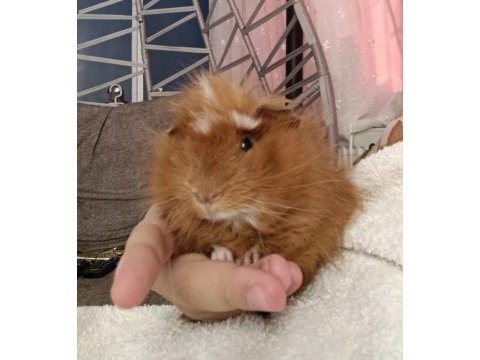 2,5 aylık erkek peru guinea pig bütün eşyaları ile