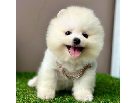 Sevimli pomeranian boo yavrularımız