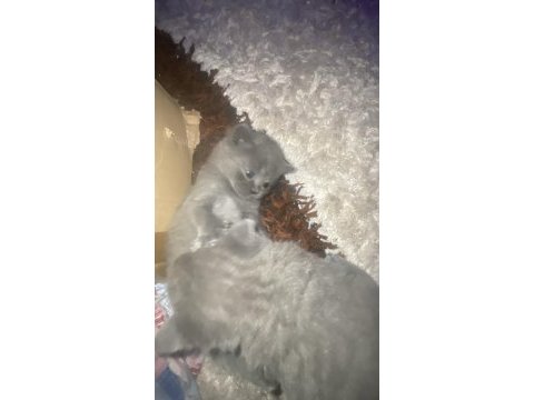 1 aylık british shorthair yavrularım