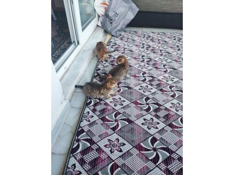 3 adet erkek yavru kedimizin tuvalet eğitimi tamamlandı
