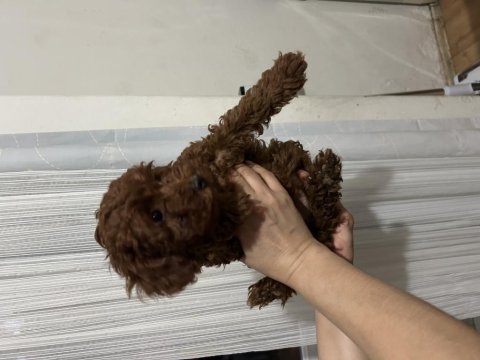 Toy poodle yavrular 3 aylık