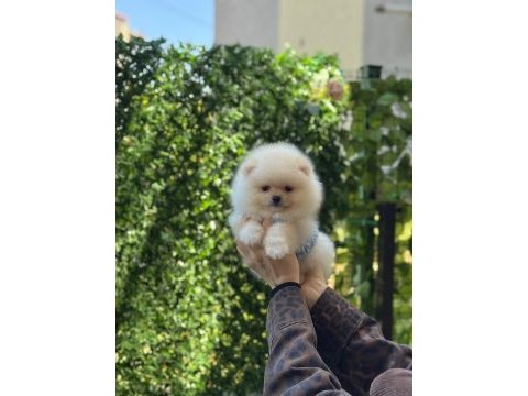 Show kalite pomeranian boo yavruları
