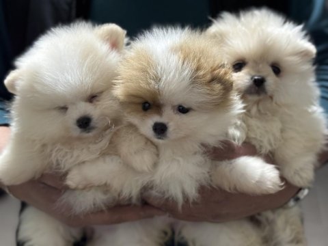 Ankranın en seçkin teddy face pomeranian yavruları