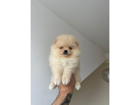 Pomeranian boo yavrularımız