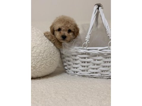 Mini toy poodle kore kan