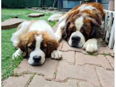 Saint bernard