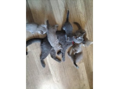 Mavi gözlü british shorthair yavrular sahiplendirilcektir