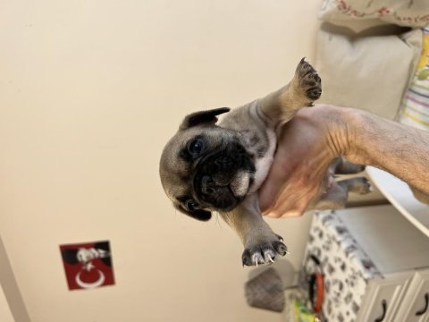 French bulldog fawn dişi