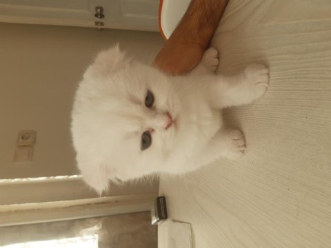 2.5 aylık dişi scottish fold