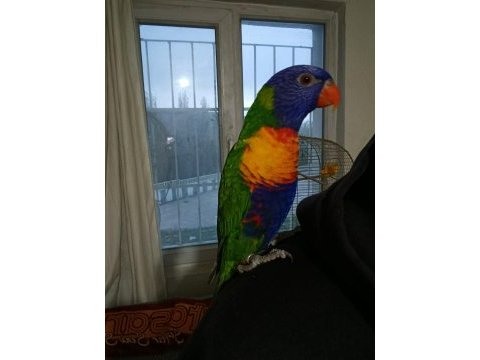İnsan bağımlısı lori papağanı