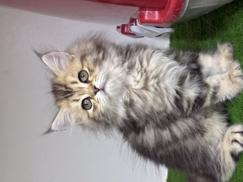 British golden longhair