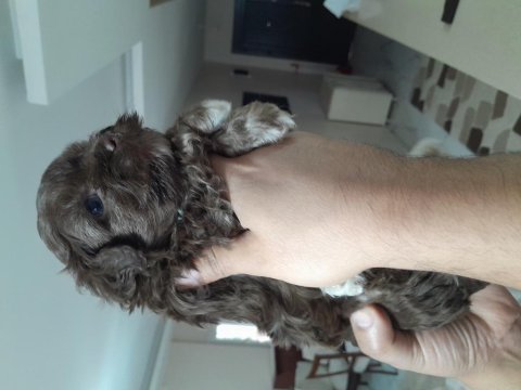 Veterinerden 2 aylık 0 numara terrier yavruları