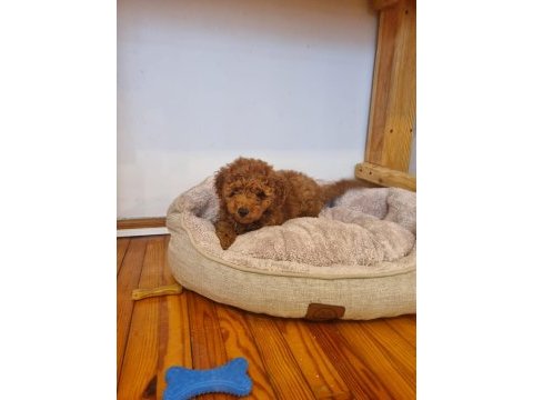 Toy poodle yavru