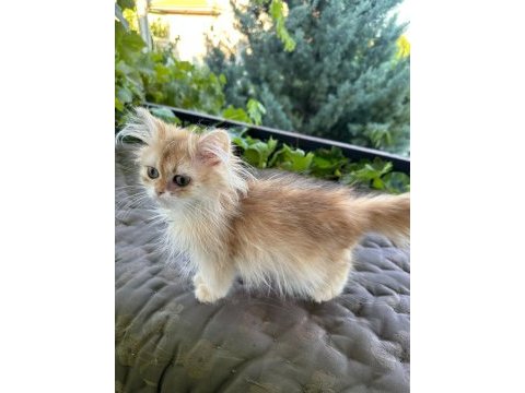 Golden british longhair