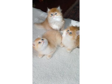 Golden british shorthair yavrular