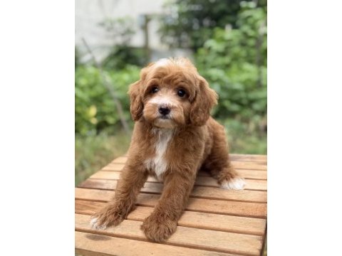 Party colour erkek üst düzey maltipoo