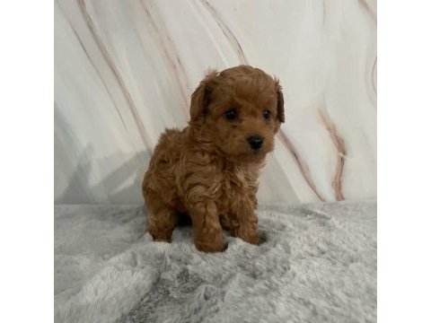 Aile ortamından toy poodle yavrusu