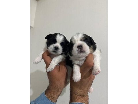 Shih tzu bebekler