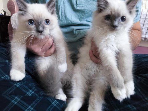 Ragdoll bebekler