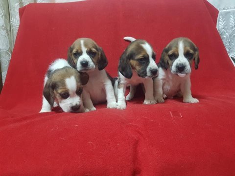 A klass beagle yavrularımız.