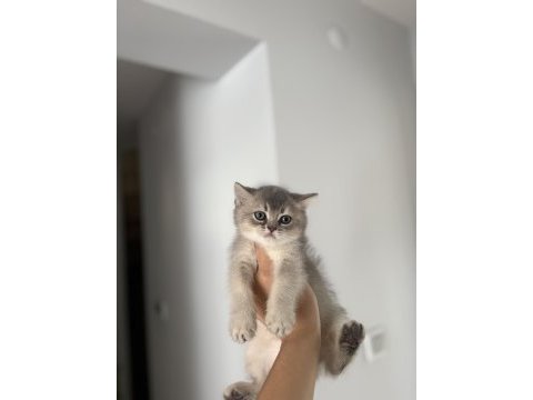 Safkan brıtısh shorthair yavrularım 