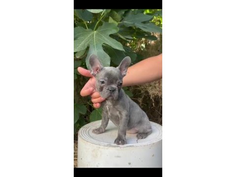 A kalite blue french bulldog yavrularımız