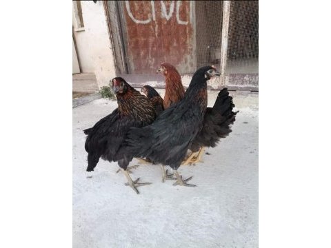 Ücretsiz kargo kapıda ödeme lohman brown tindet ataks