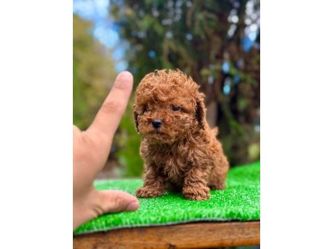Toy poodle 2 aylık