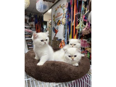 Çok özel british shorthair yavrularımız 