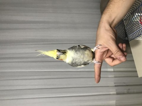 Sultan papağanı erkek